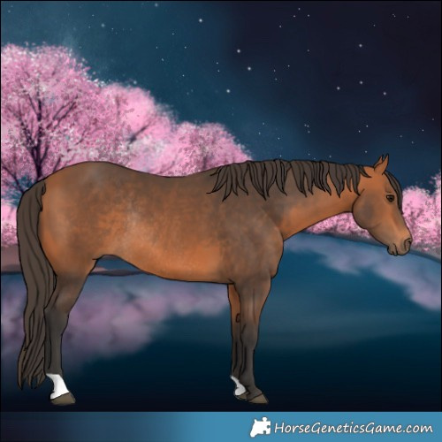 Horse Color:Bay Rabicano