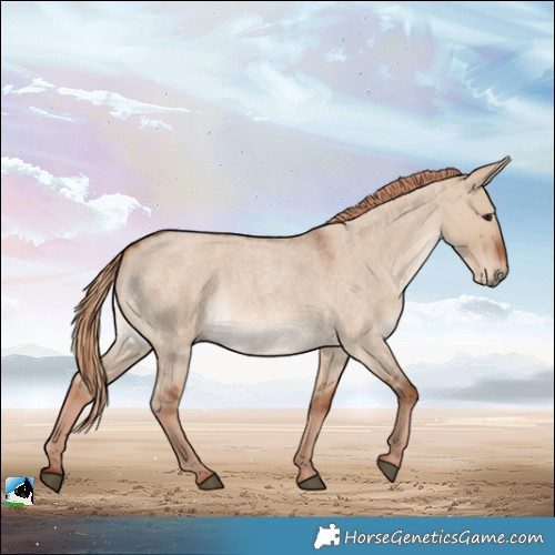 Horse Color:Red Dun Roan Rabicano