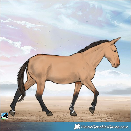 Horse Color:Bay Dun Rabicano 