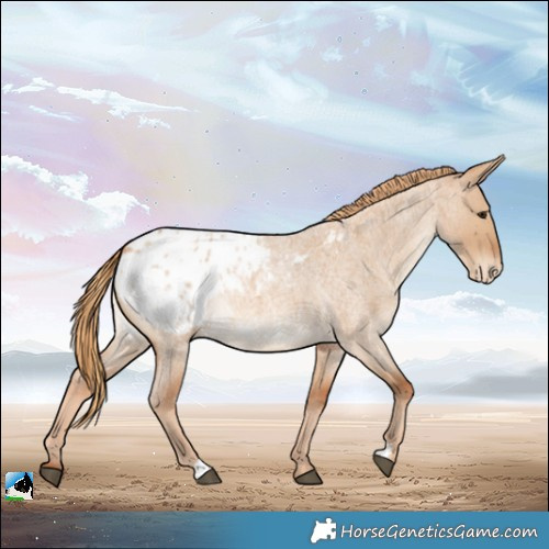 Horse Color:Red Dun Roan Appaloosa Rabicano 