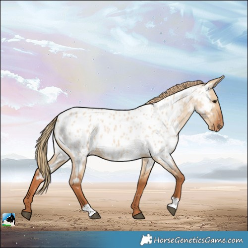 Horse Color:Red Dun Roan Appaloosa 
