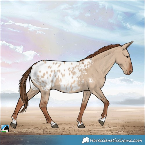 Horse Color:Red Dun Appaloosa 