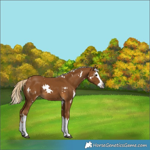 Horse Color:Gray White Spotted Palomino Splash 