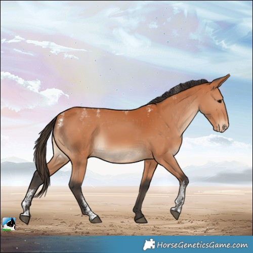 Horse Color:Powder White Bay Appaloosa 
