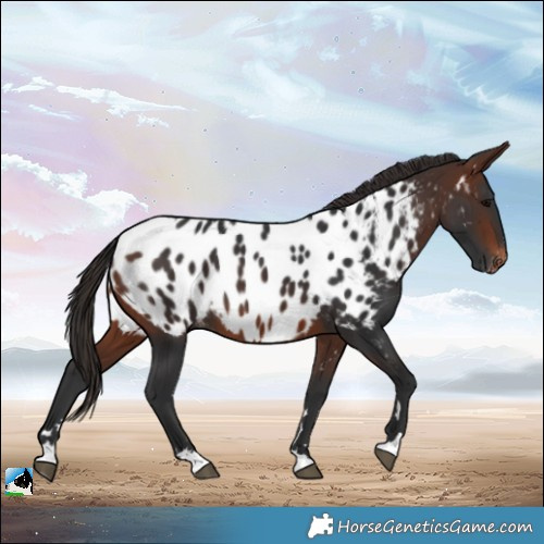Horse Color:Brown Appaloosa 