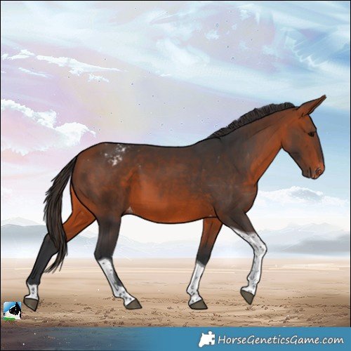 Horse Color:Bay Tobiano Appaloosa 
