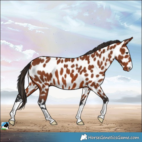 Horse Color:Bay Appaloosa 