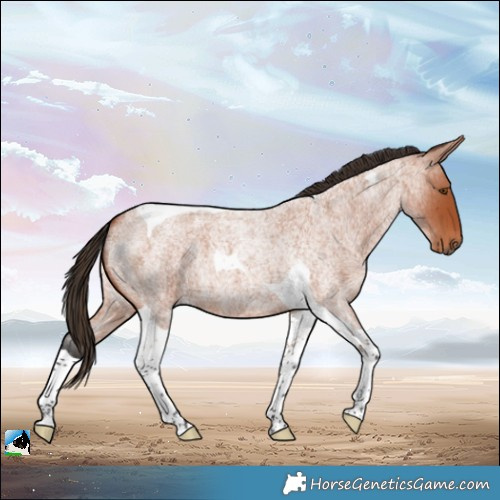Horse Color:Bay Roan Tobiano 