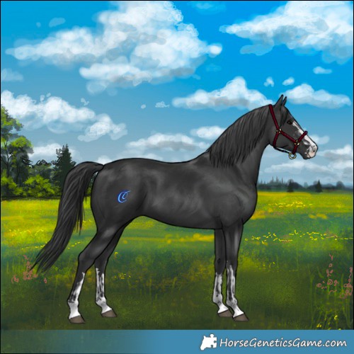 Horse Color:Black  and Black 