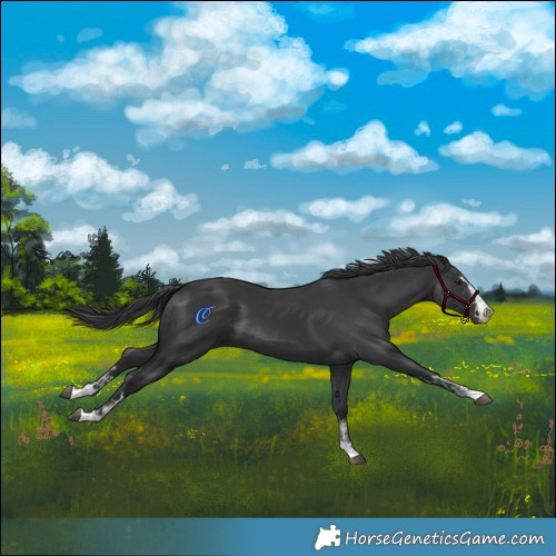 Horse Color:Black  and Black 