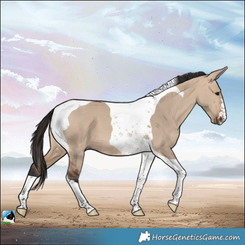 Horse Color:Bay Dun Tobiano 