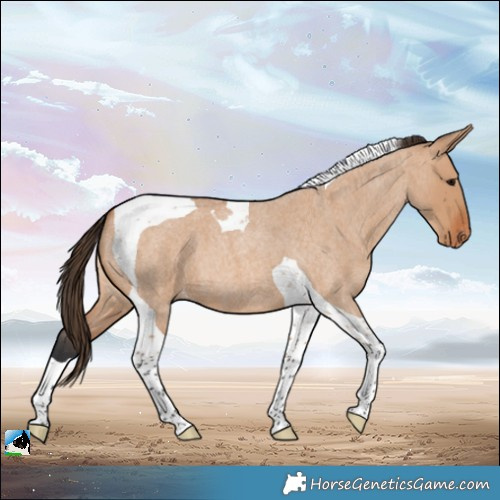Horse Color:Bay Roan Dun Tobiano Appaloosa 