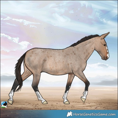 Horse Color:Bay Roan Dun 