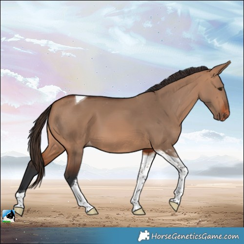 Horse Color:Bay Dun Tobiano Appaloosa 
