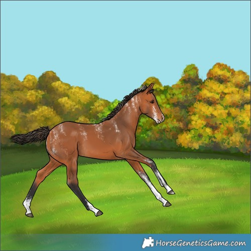 Horse Color:Powder White Bay 