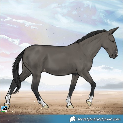 Horse Color:Grullo Appaloosa 