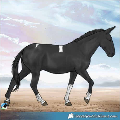 Horse Color:Black Tobiano 