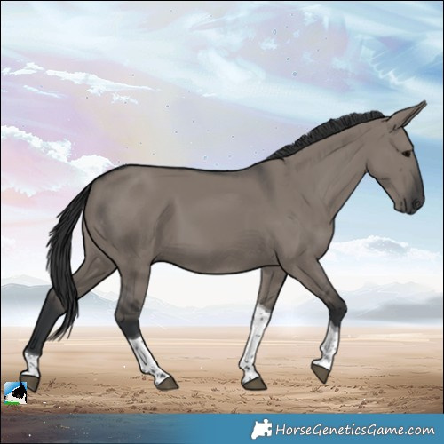 Horse Color:Grullo Tobiano 