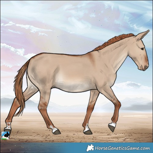 Horse Color:Red Dun