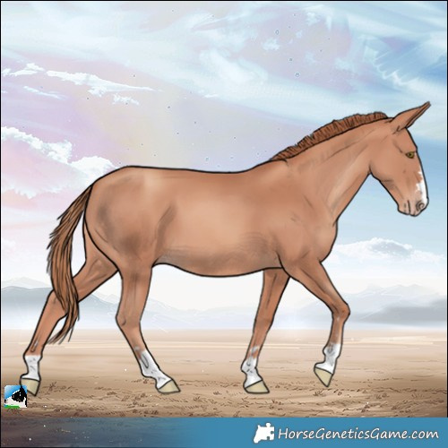 Horse Color:Gold Champagne