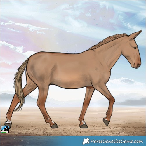 Horse Color:Red Dun 