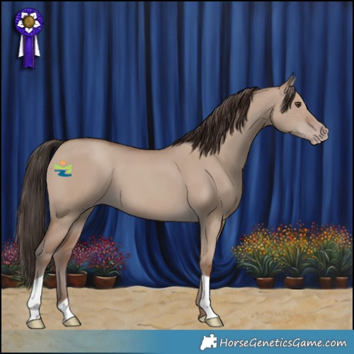 Horse Color:Classic Champagne Dun
