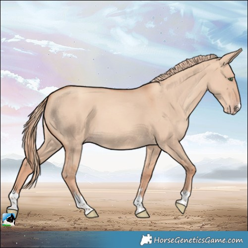 Horse Color:Gold Champagne Dun