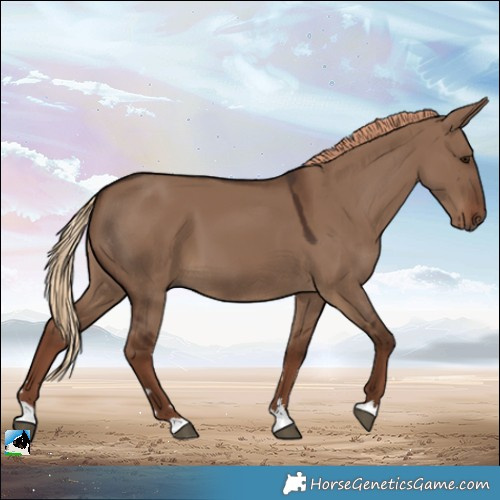 Horse Color:Liver Red Dun 