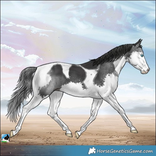 Horse Color:Black Splash Tobiano 