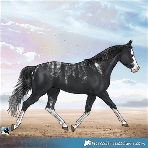 Horse Color:Powder White Black Splash
