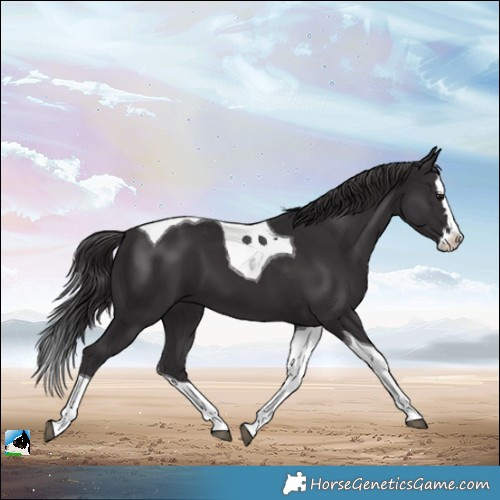 Horse Color:Smoky Black Splash Tobiano 