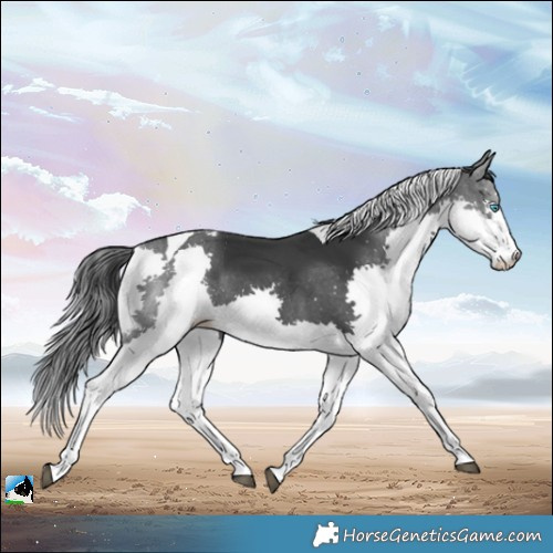 Horse Color:Black Splash Tobiano
