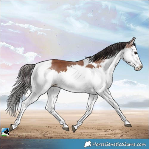 Horse Color:Bay Splash Tobiano 