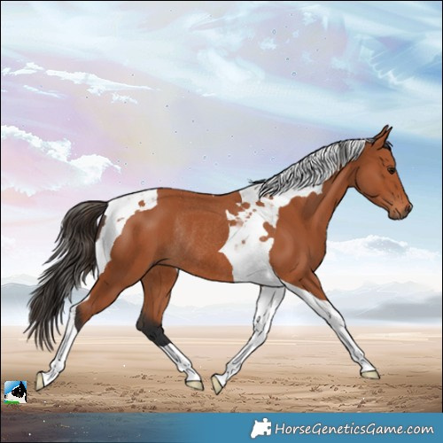 Horse Color:Bay Tobiano Rabicano 