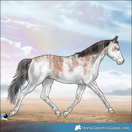 Horse Color:Powder White White Spotted Bay Splash 