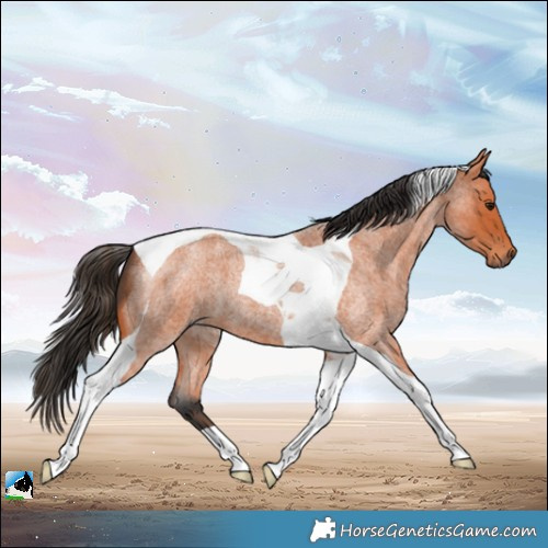 Horse Color:Bay Roan Tobiano