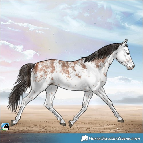 Horse Color:White Spotted Bay 