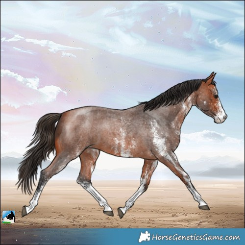Horse Color:White Spotted Bay Roan