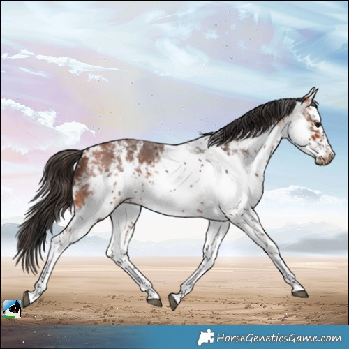 Horse Color:White Spotted Bay Frame