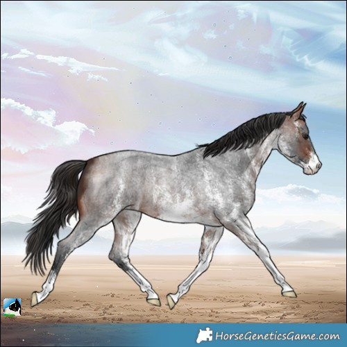 Horse Color:White Spotted Bay Roan 