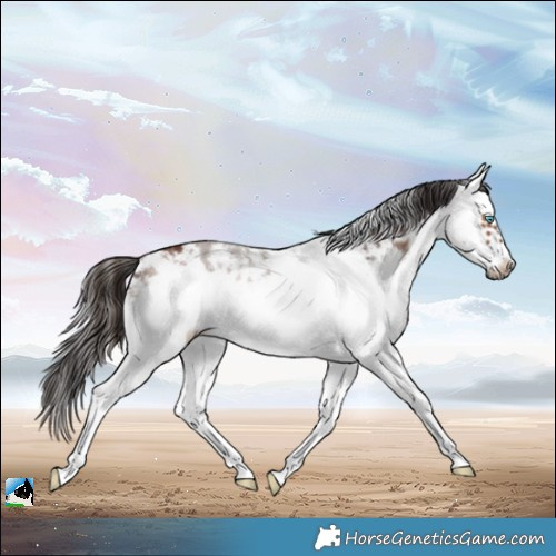 Horse Color:White Spotted Bay Frame 