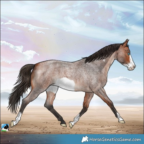 Horse Color:Bay Roan Frame 