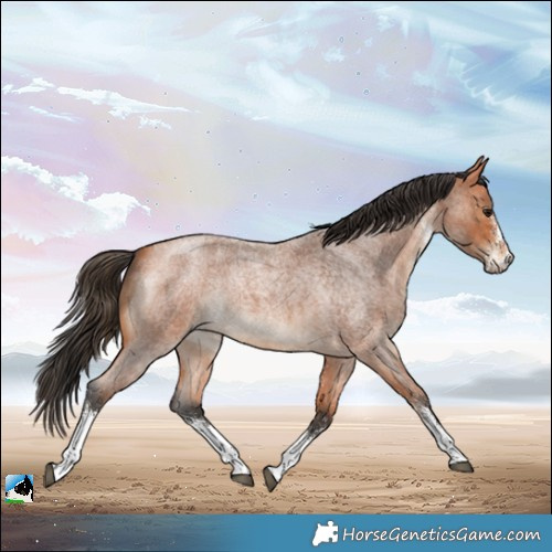 Horse Color:White Spotted Bay Roan 