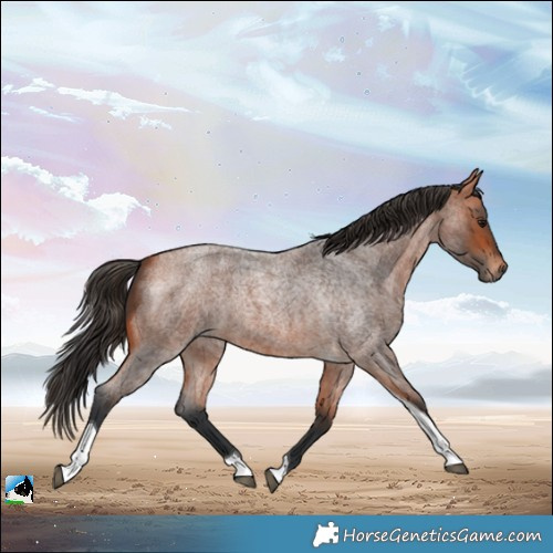 Horse Color:Bay Roan Tobiano 