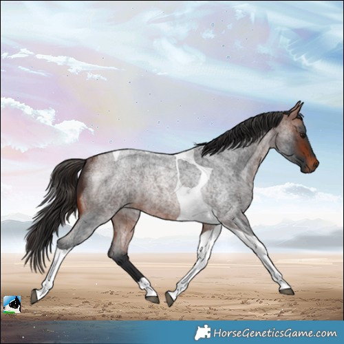 Horse Color:Bay Roan Tobiano Rabicano 