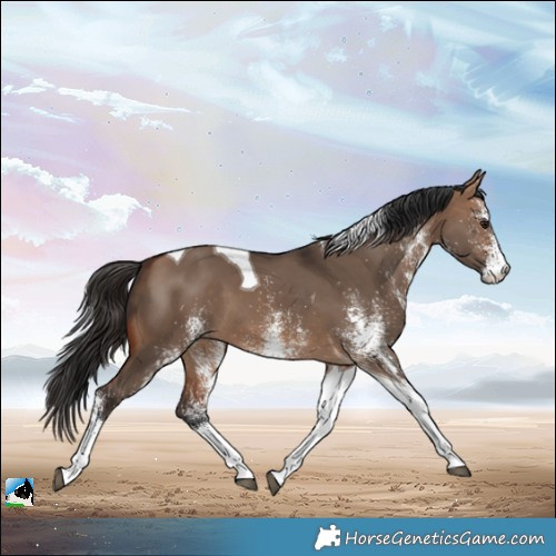 Horse Color:White Spotted Bay Dun Tobiano