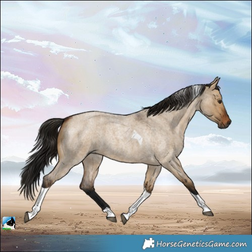 Horse Color:Gray Bay Roan Dun Tobiano