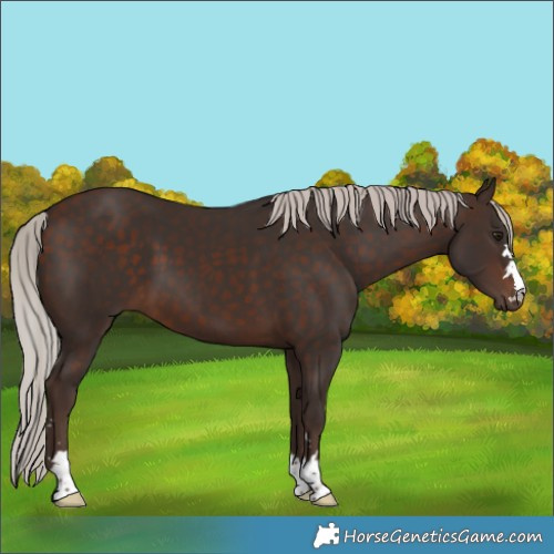 Horse Color:Silver Brown