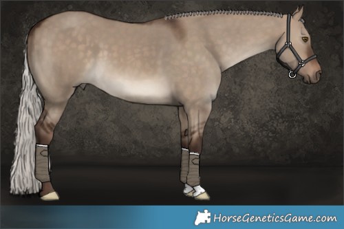 Horse Color:Silver Brown Dun 