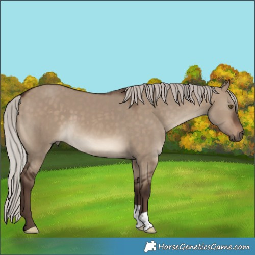 Horse Color:Silver Brown Dun 